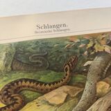 Zoological plate from 1909 - Snake - Old engraving from 1909