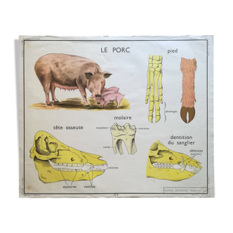 Affiche scolaire recto verso porc / vache