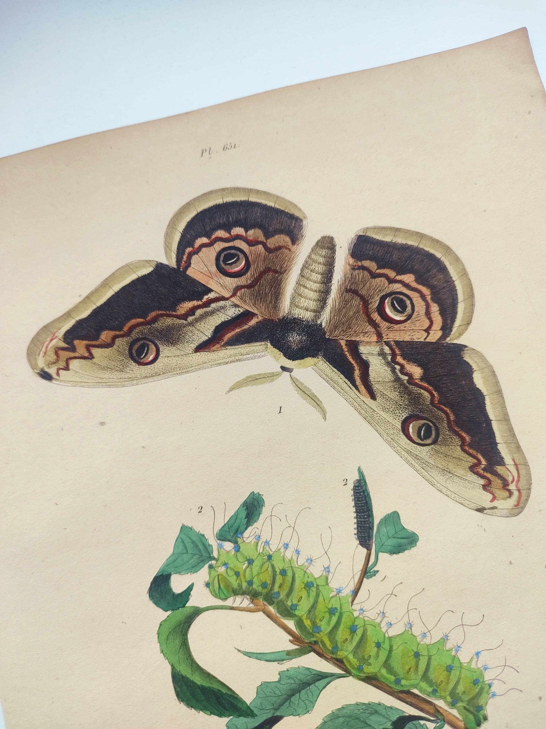 Antique engraving from 1839 -Pear Tree Saturnia Butterfly- Hand-colored zoological plate. Original