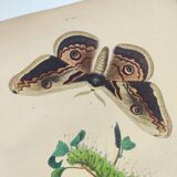 Gravure de 1839 - Papillon Saturnie Poirier- Planche zoologique coloriée à la main
