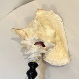 XXL 54 cm Old large conch shell on wooden base Napoleon III cabinet of curiosities foot