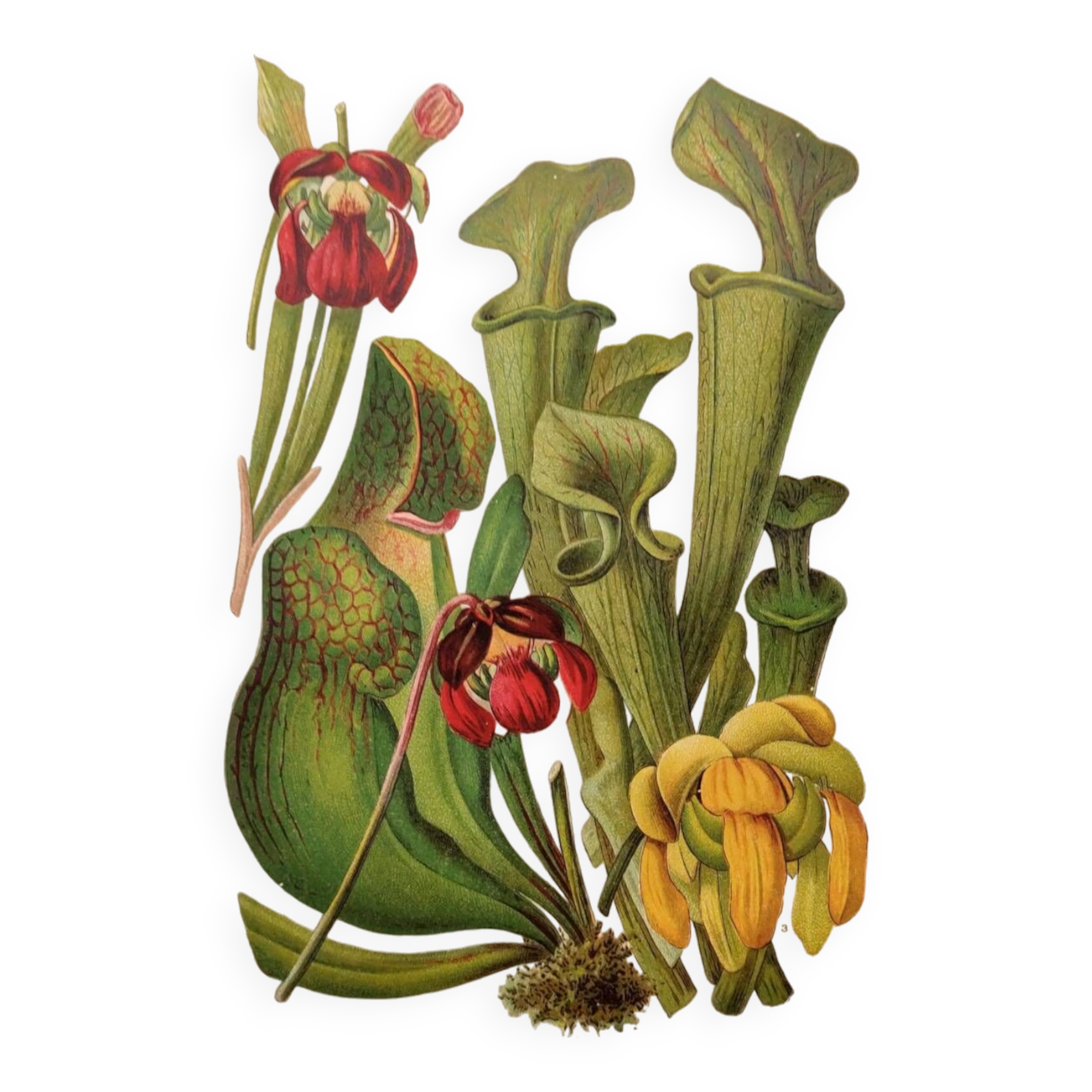 Botanical engraving from 1897 - drawing of Sarracenia - original old flower plate by A.Lefevre