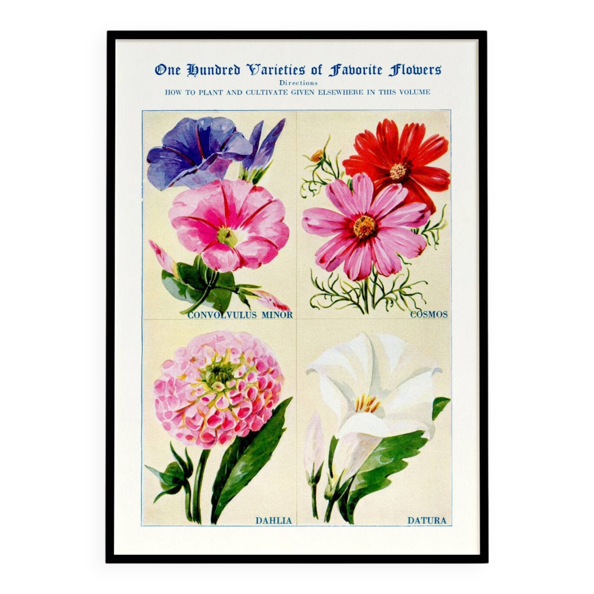 Affiche sur le liseron, le cosmos, le dahlia et le datura