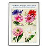 Affiche sur le liseron, le cosmos, le dahlia et le datura
