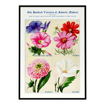 Affiche sur le liseron, le cosmos, le dahlia et le datura