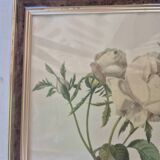 Redouté botanical white spirit roses painting