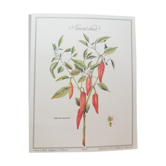 Planche botanique piment doux