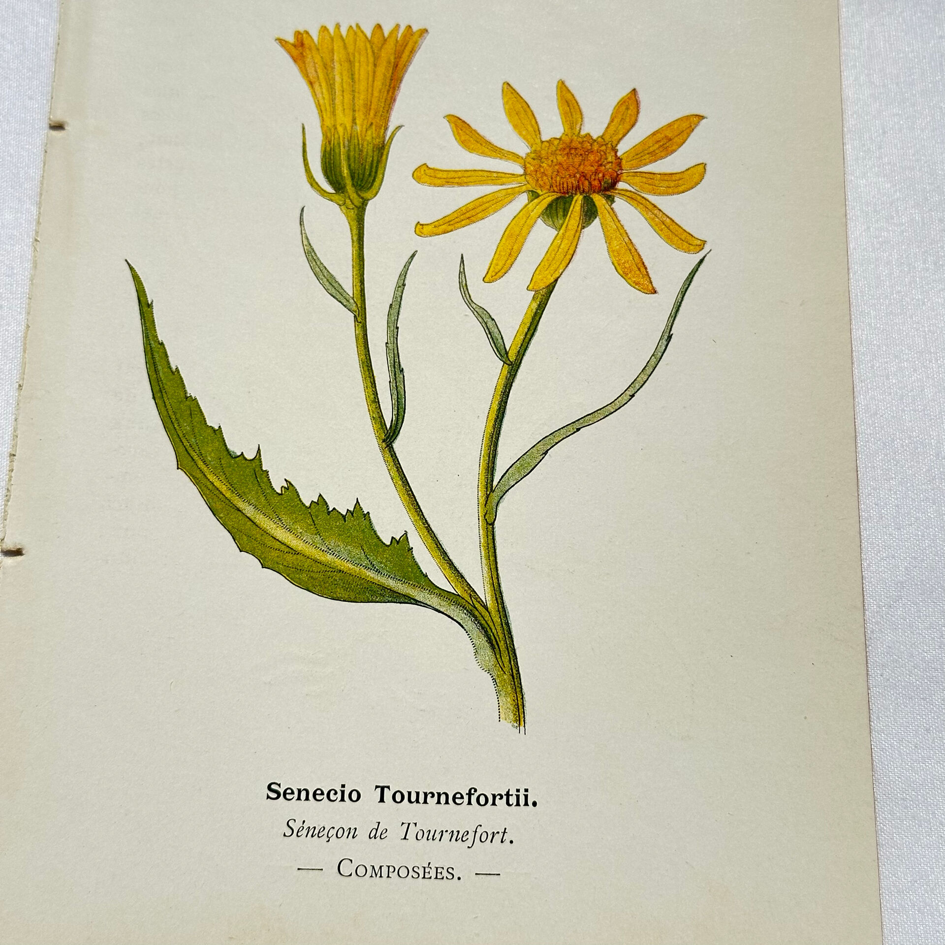 Coloured engraving hands botanical poster antique 1800 double-sided