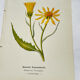 Coloured engraving hands botanical poster antique 1800 double-sided