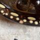 5 snail plates