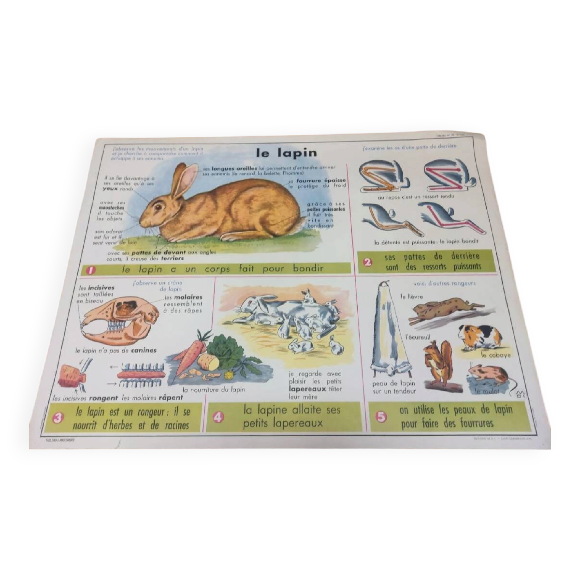 School poster Anscombre the clay/the rabbit