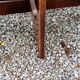 Designer coffee table by Hugues Poignant in rosewood and smoked glass from the 70s