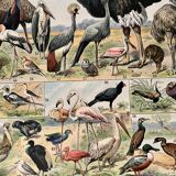 Lithograph on birds (ostrich) - 1900