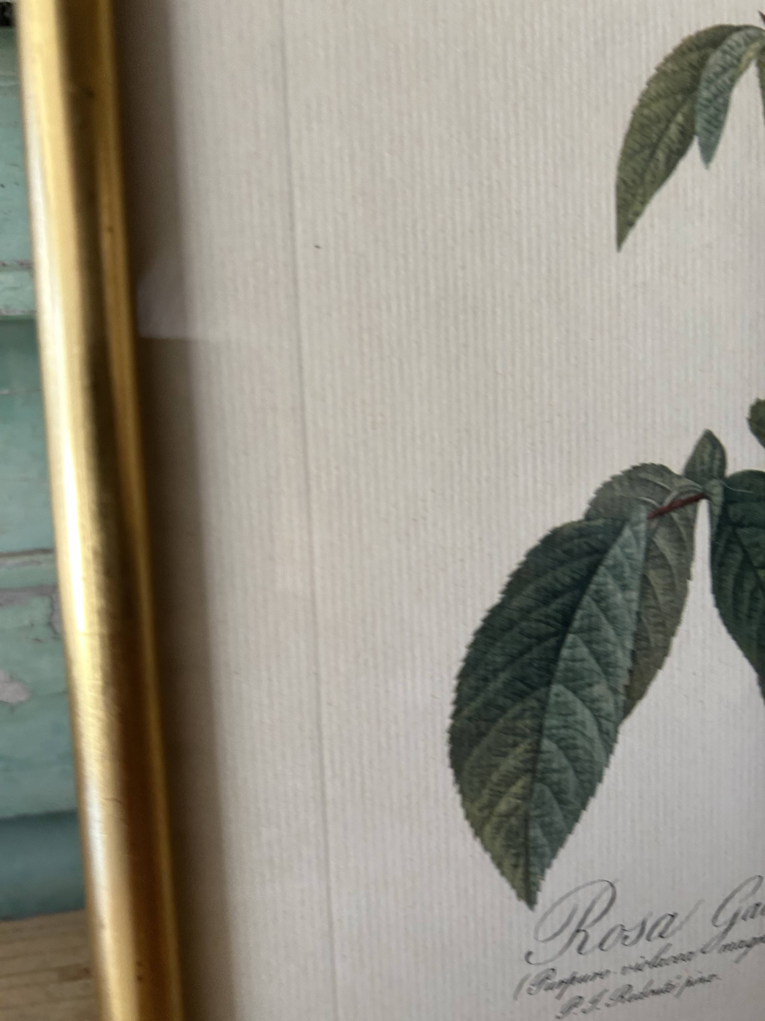 Paire de gravures Redouté