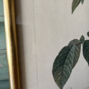 Paire de gravures Redouté