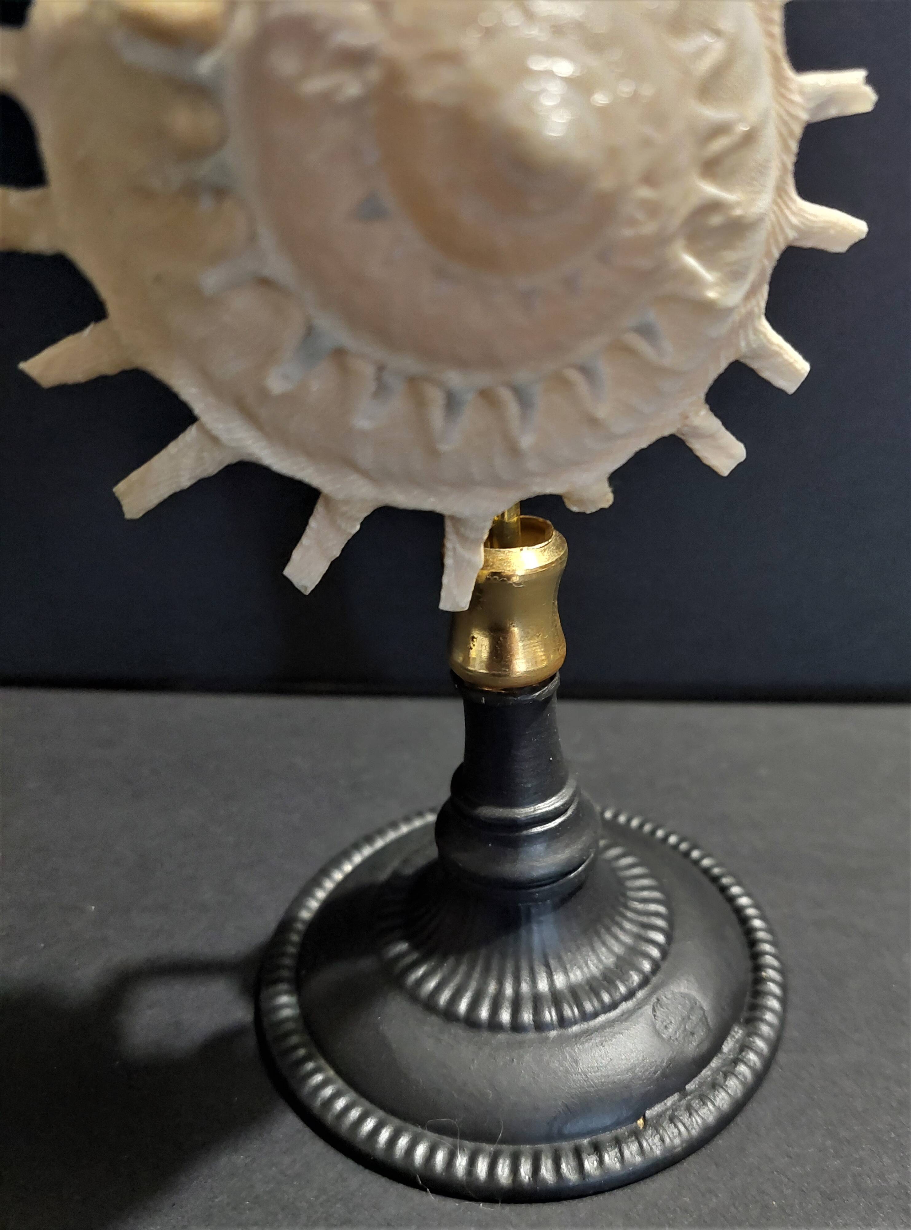 Cabinet of Curiosities stellaria solaris shell on base