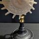 Cabinet of Curiosities stellaria solaris shell on base