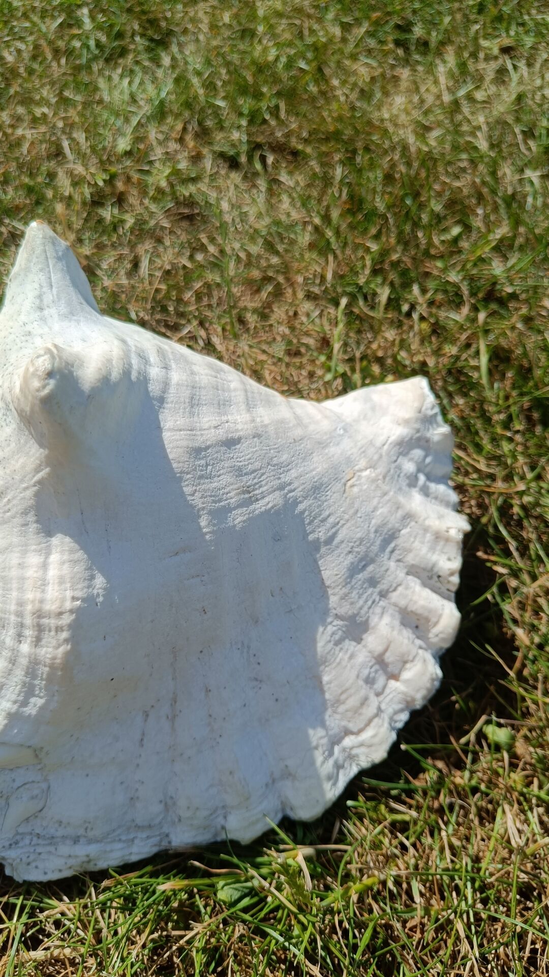 Conque marine blanche légèrement rosée