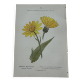 Botanical plate 18th century France double-sided
