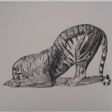Paul Jouve: Tiger on its prey, original engraving