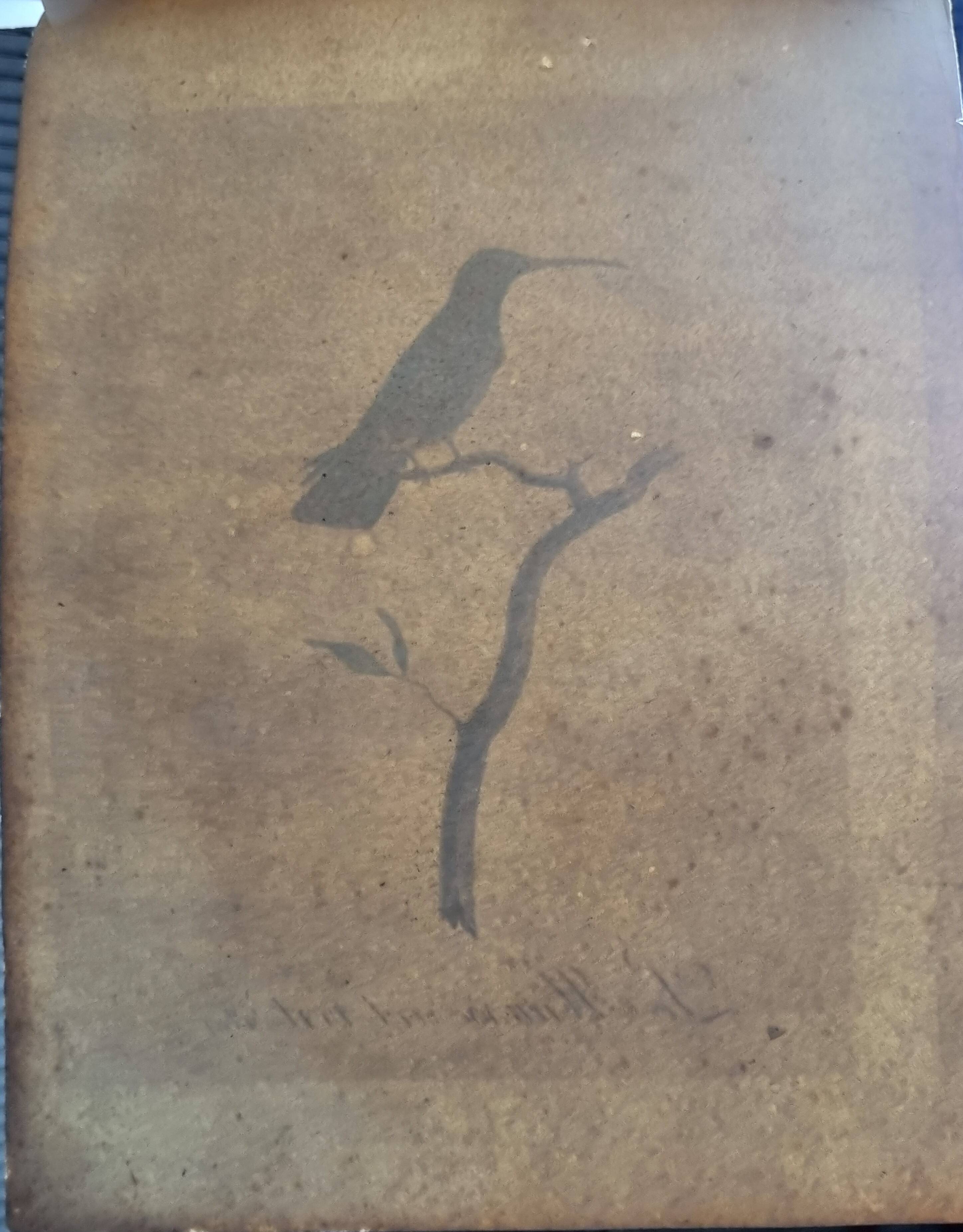 Ornithological engravings Audebert & Vieillot 1802 framed 50x40 cm