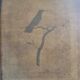 Ornithological engravings Audebert & Vieillot 1802 framed 50x40 cm