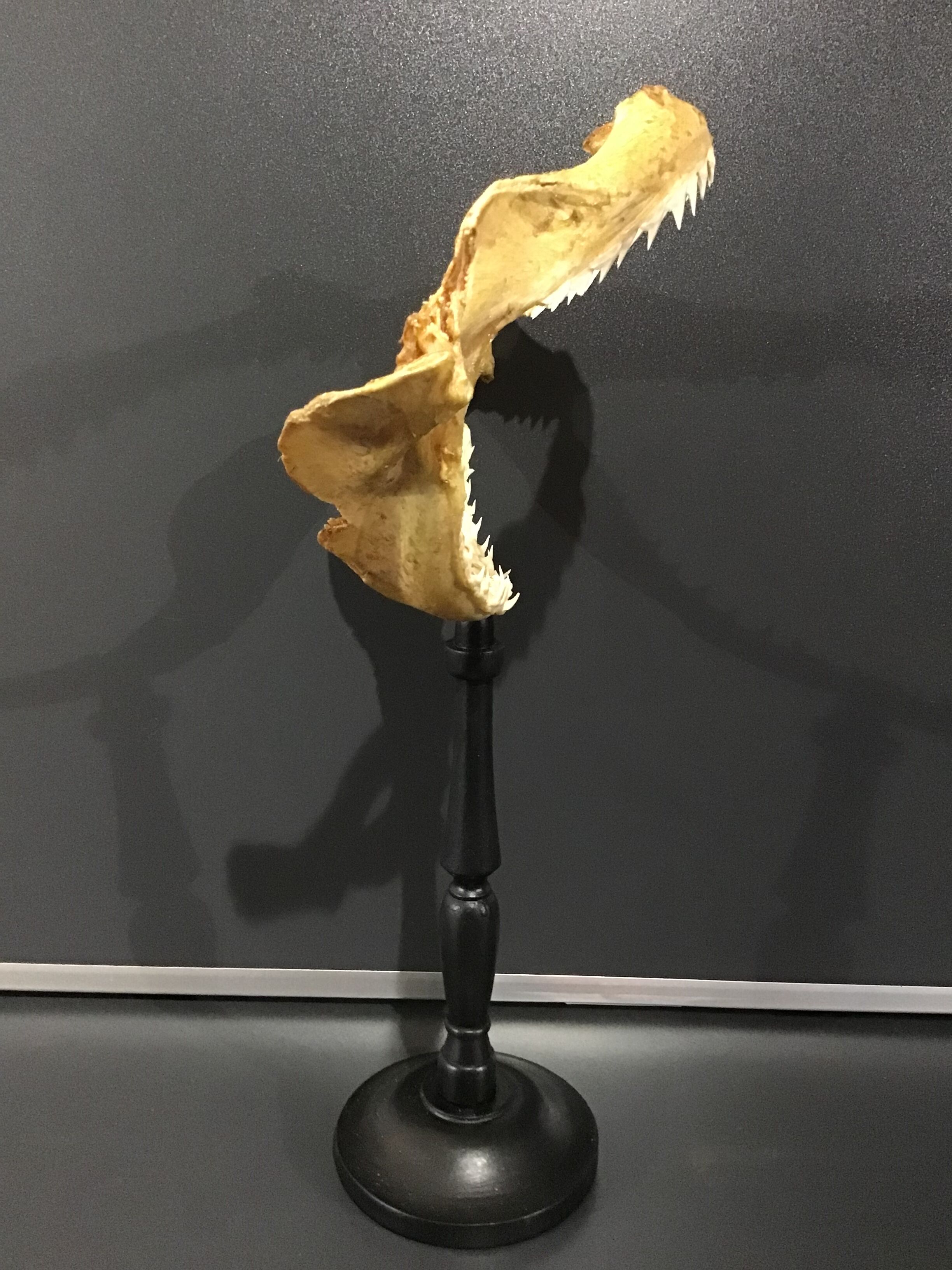 Shark jaw