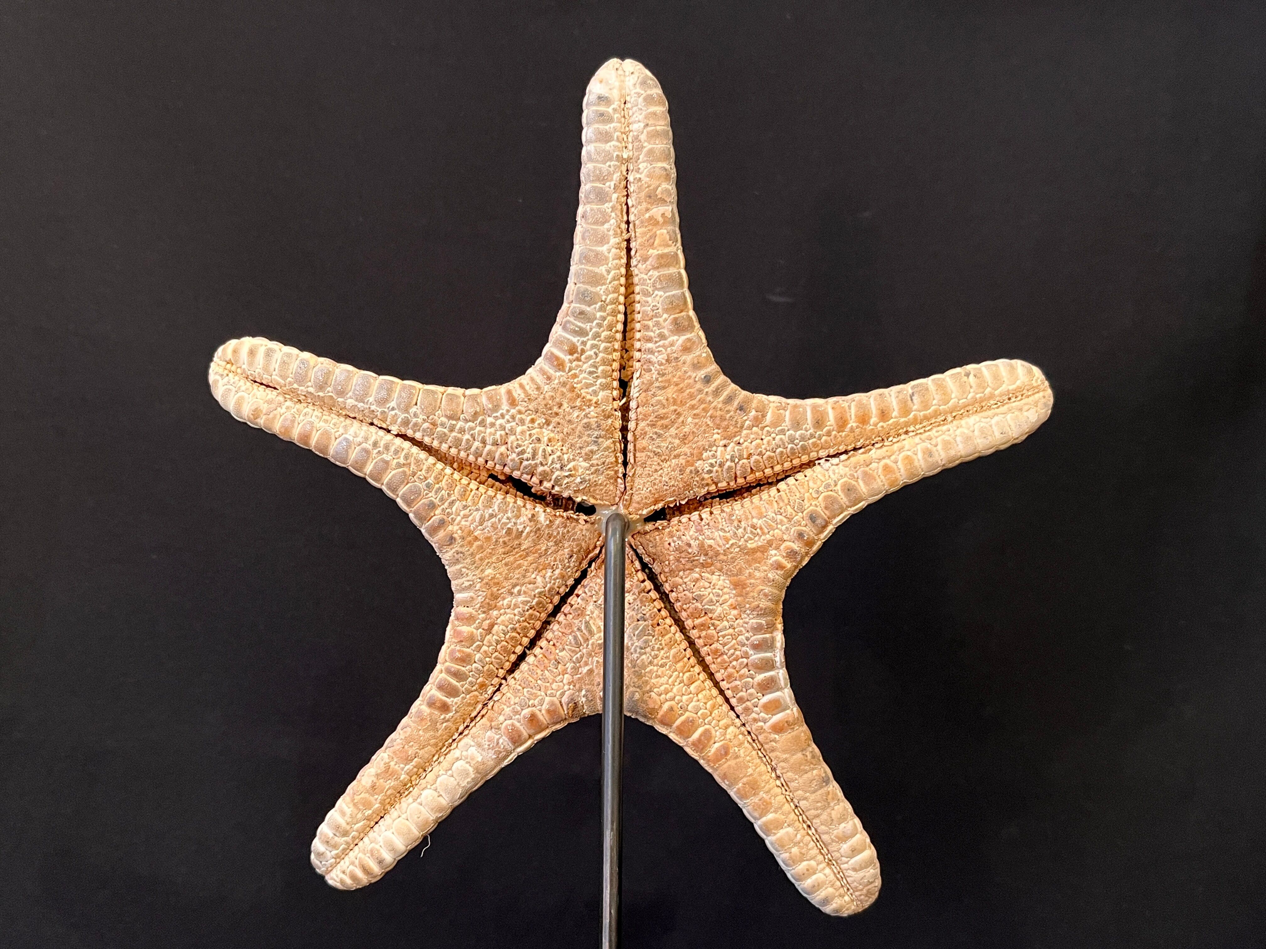Natural starfish on marble base old cabinet of curiosities vintage shell