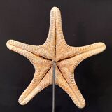 Natural starfish on marble base old cabinet of curiosities vintage shell