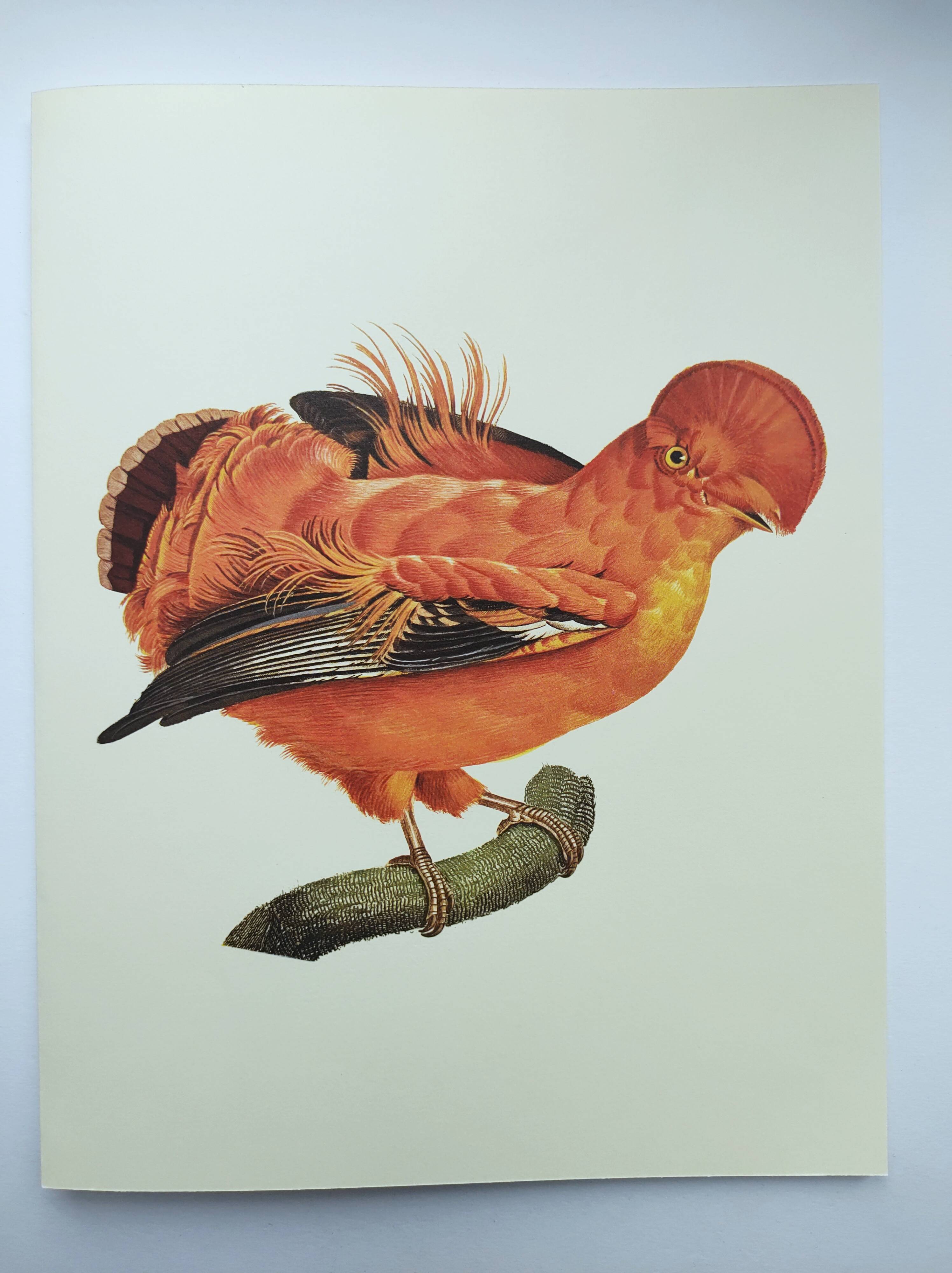 Old board - Rooster of Guyana - Vintage zoological and ornithological illustration - Bird