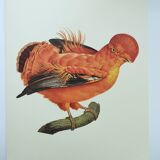 Old board - Rooster of Guyana - Vintage zoological and ornithological illustration - Bird