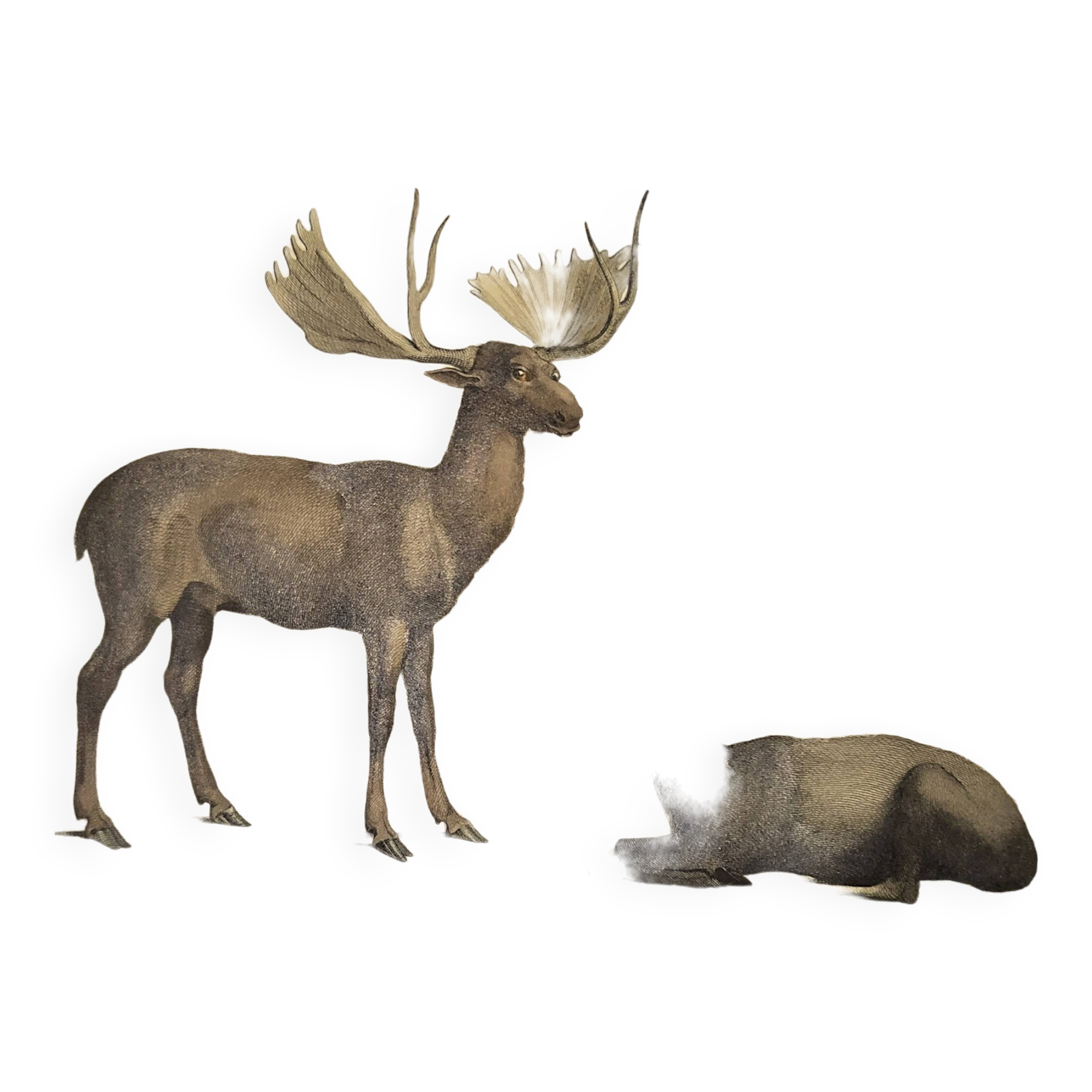 Ornithological Plate Buffon 1838 "Moose & Reindeer"