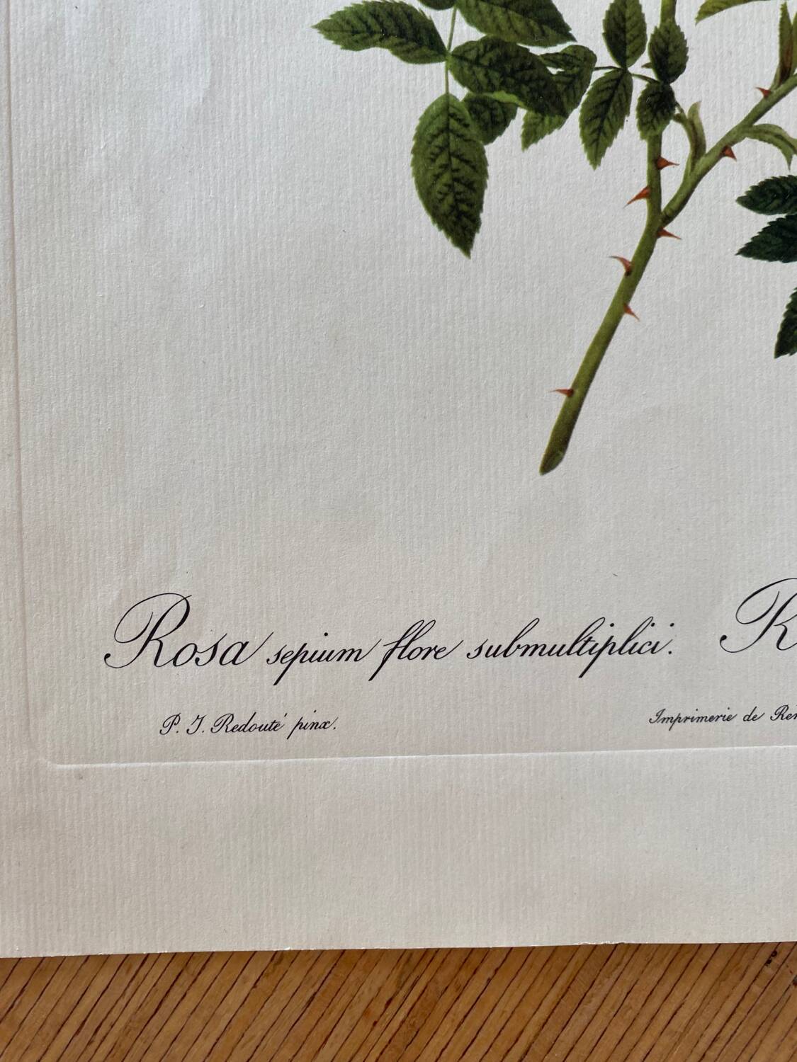 Botanical lithograph PJ Redouté Rosier des Hayes
