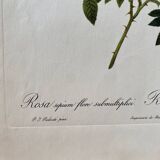 Botanical lithograph PJ Redouté Rosier des Hayes