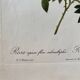 Botanical lithograph PJ Redouté Rosier des Hayes