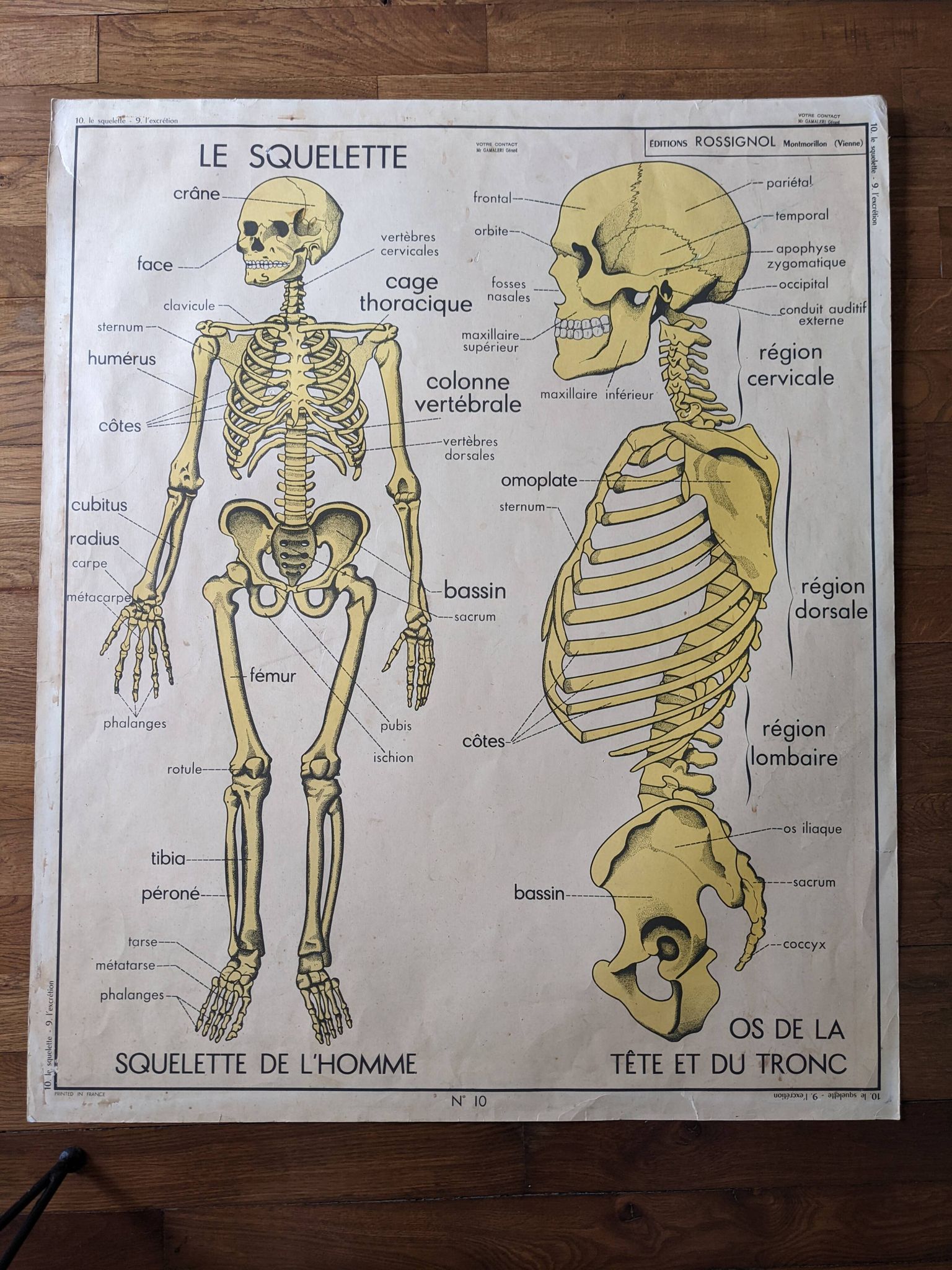 Old vintage school poster 60 50 Rossignol mdi skeleton medicine anatomy