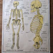 Old vintage school poster 60 50 Rossignol mdi skeleton medicine anatomy
