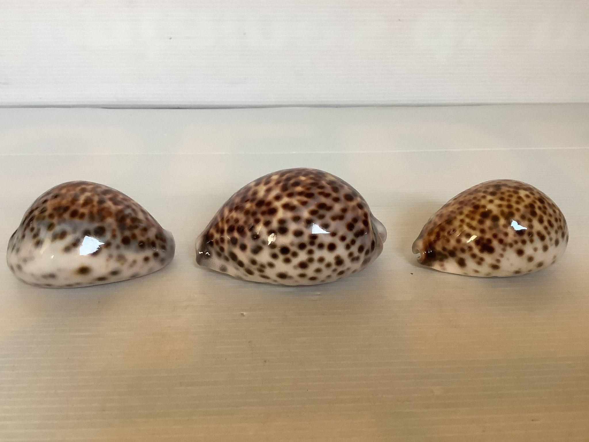 Trio de coquillages cypraea tigris