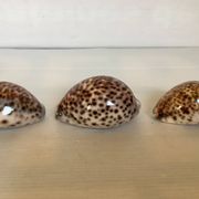 Trio de coquillages cypraea tigris