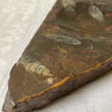 Vintage stone ashtray with orthoceras fossils