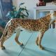 Italian ceramic leopard sculpture