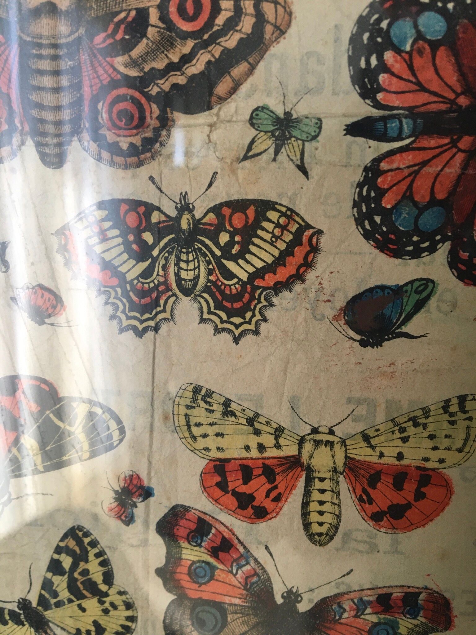 Naturalist butterfly poster, early 20th century