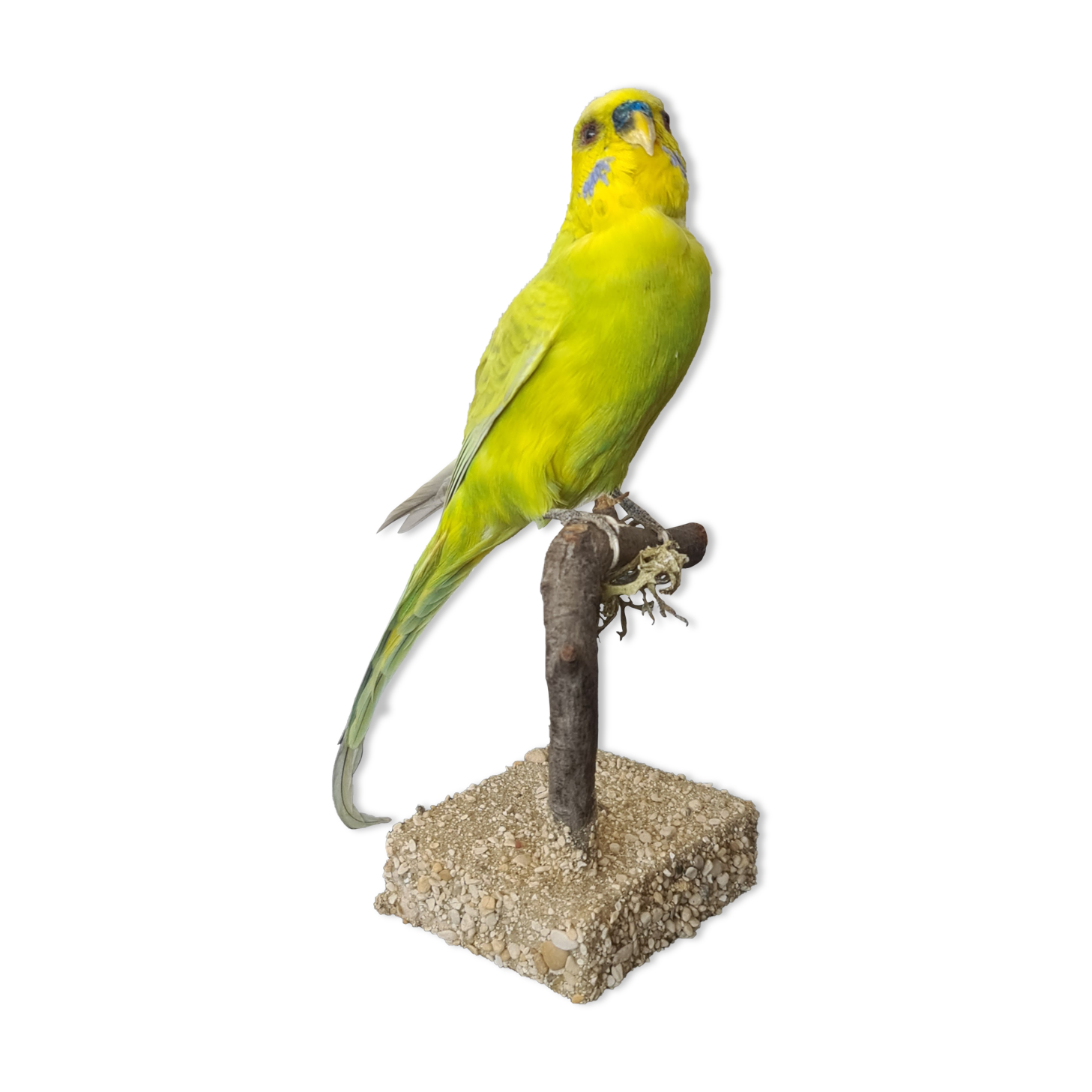 Naturalized parakeet