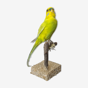 Naturalized parakeet