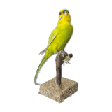Naturalized parakeet