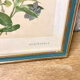 Framed encyclopedia botanical plate