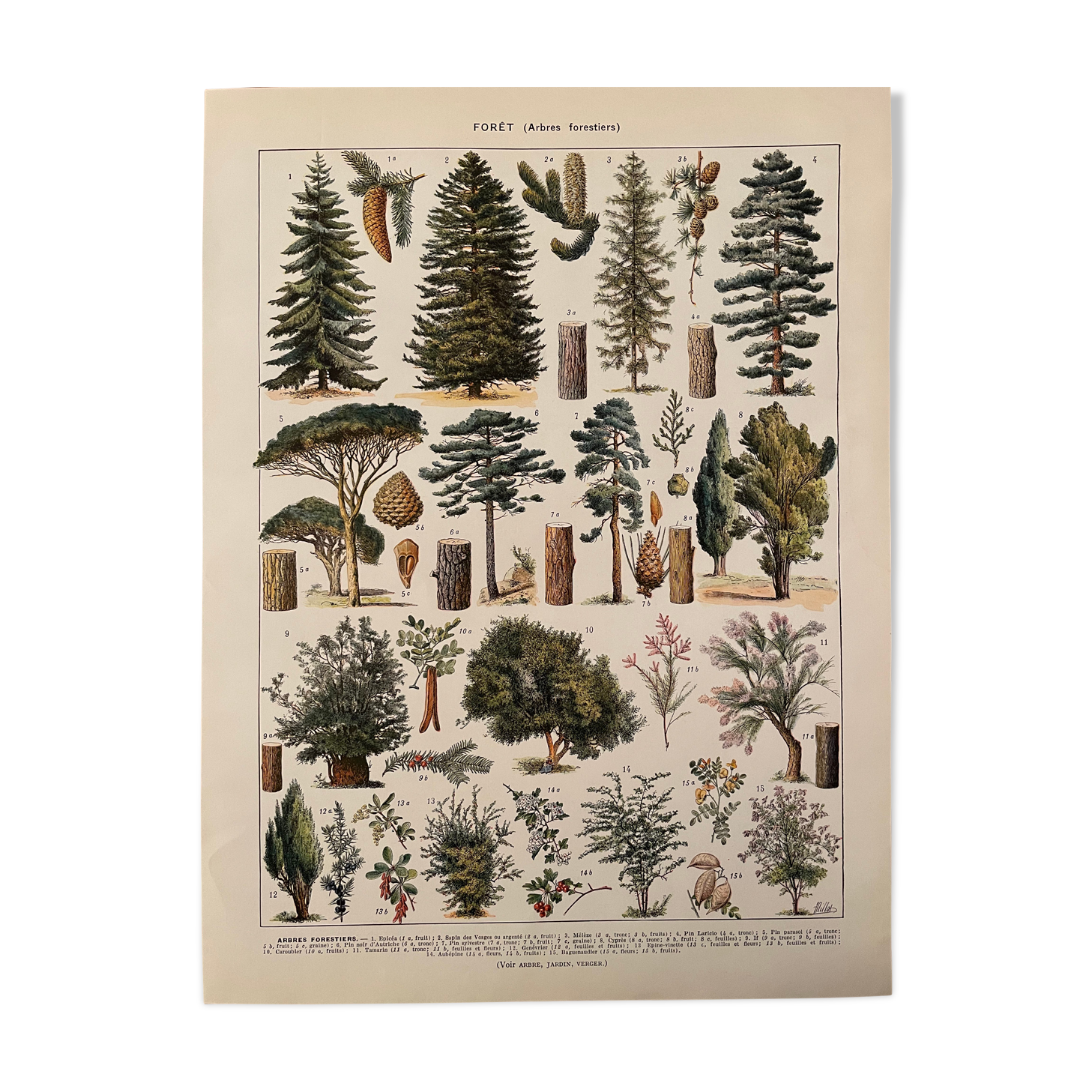 Lithographie gravure sur la forêt de 1928 (Épicéa)