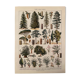 Lithographie gravure sur la forêt de 1928 (Épicéa)