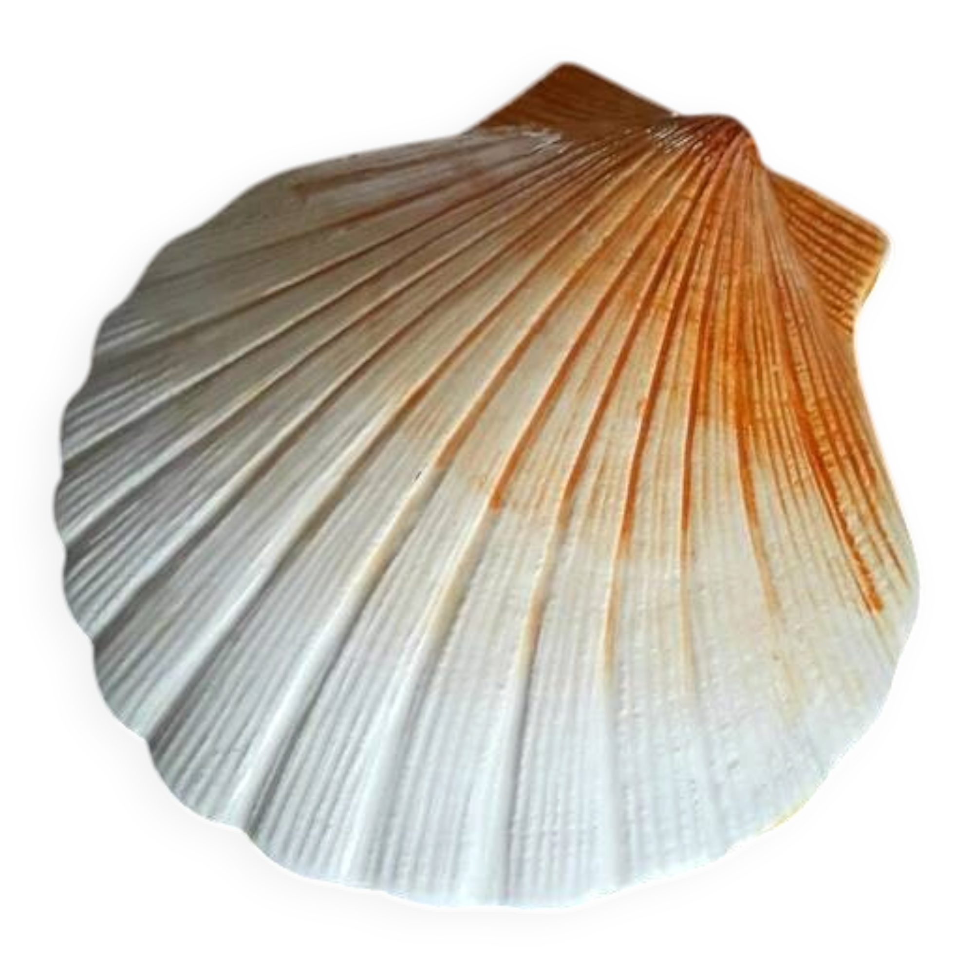 Ceramic shell 1960