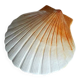 Ceramic shell 1960